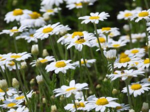 daisy, flower, spring-4231625.jpg