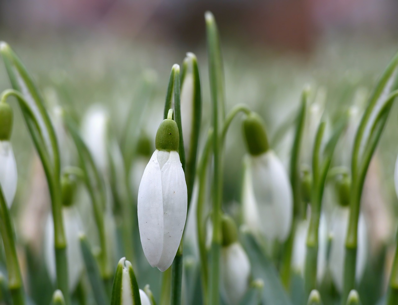 snowdrop, spring flowers, white flowers-6997851.jpg