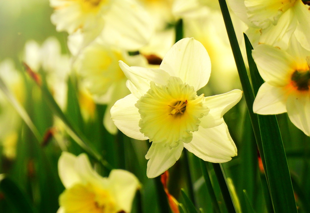 daffodil, flower, plant-4950129.jpg